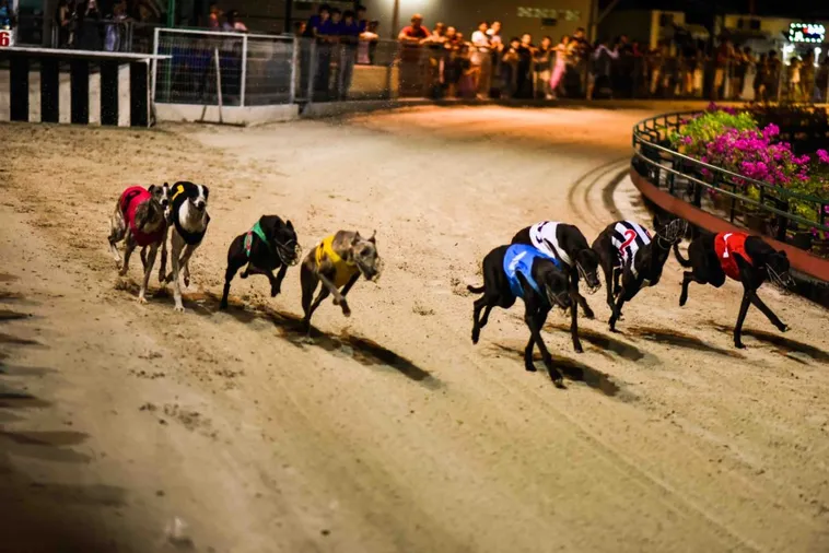 Tuyệt Chiêu Cách Chơi Game Nhanh Đua Chó Tại DK8 Chinh Phục Đường Đua 2 Tuyệt Chiêu Cách Chơi Game Nhanh Đua Chó Tại DK8 Chinh Phục Đường Đua