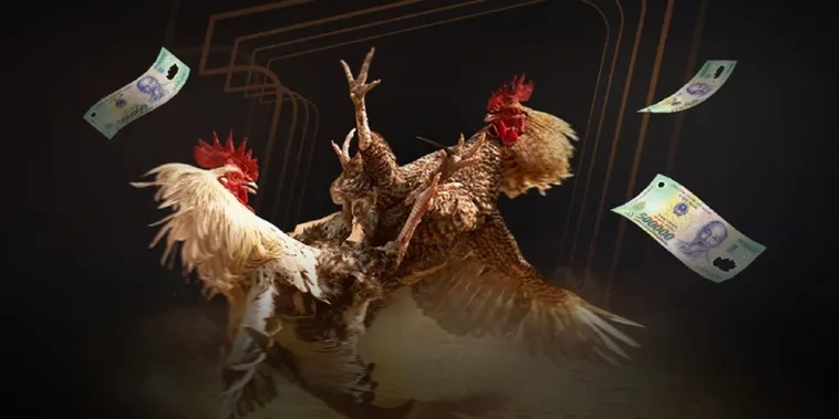 Tận Hưởng Những Trận Chiến Đá Gà DK8 Đỉnh Cao Tại Đấu Trường Thomo 1 Tận Hưởng Những Trận Chiến Đá Gà DK8 Đỉnh Cao Tại Đấu Trường Thomo