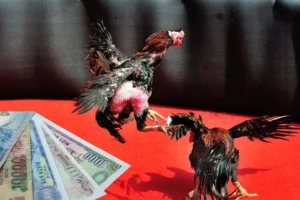 Hướng Dẫn Cách Chơi Đá Gà Sabong Tại Dk8 Chuẩn Xác Nhất